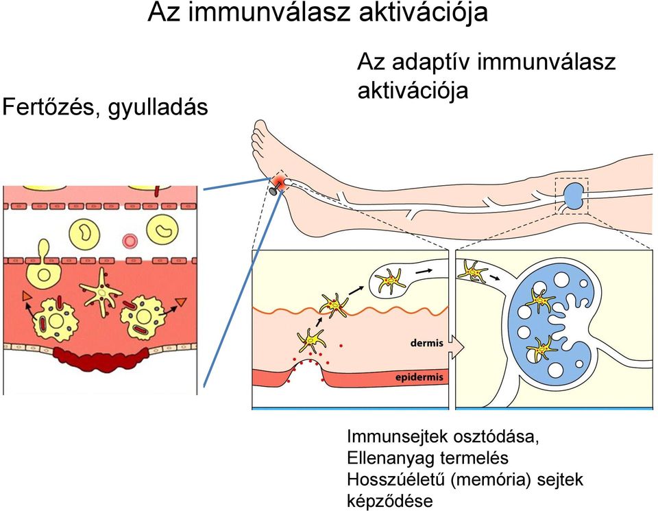 aktivációja Immunsejtek osztódása,