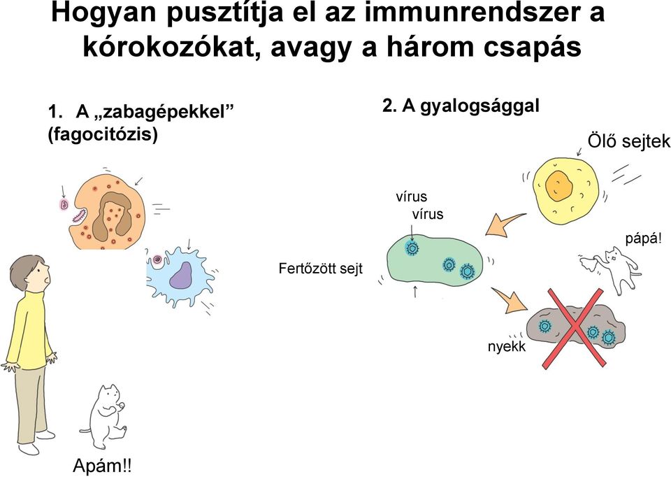 A zabagépekkel (fagocitózis) 2.