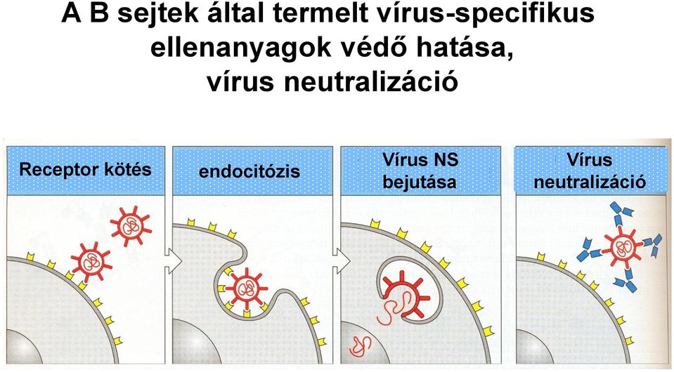 hatása, vírus neutralizáció Receptor