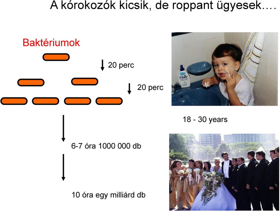 Baktériumok 20 perc 20 perc