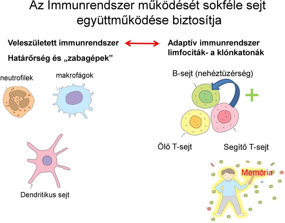 immunrendszer limfociták- a klónkatonák neutrofilek makrofágok