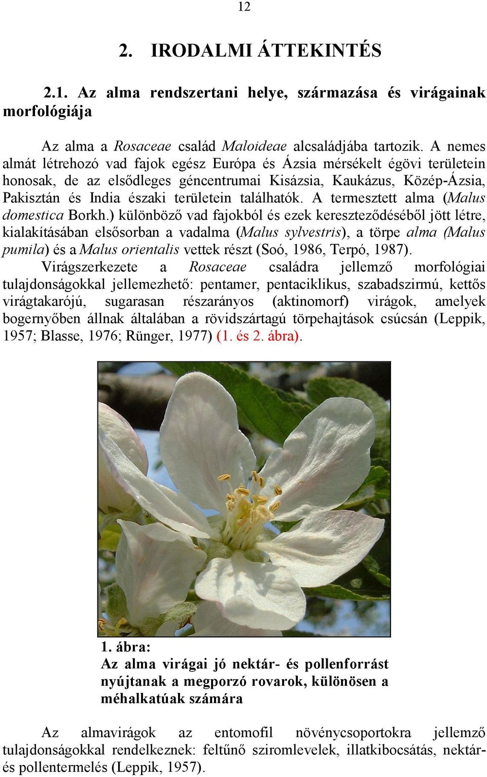 találhatók. A termesztett alma (Malus domestica Borkh.