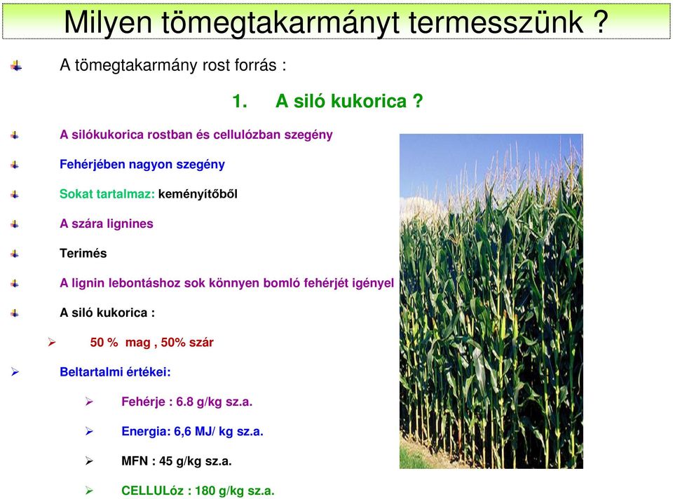 szára lignines Terimés A lignin lebontáshoz sok könnyen bomló fehérjét igényel A siló kukorica : 50 %
