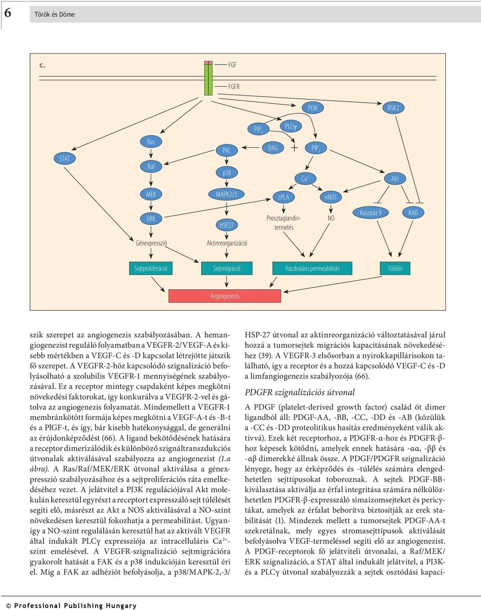 Sejtmigráció Vaszkuláris permeabilitás Túlélés Angiogenezis szik szerepet az angiogenezis szabályozásában.