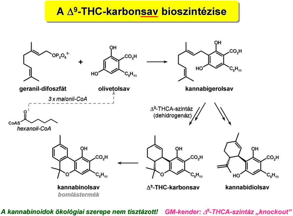 kannabigerolsav OH OH OH CO 2 H CO 2 H CO 2 H O C 5 H 11 O C 5 H 11 HO C 5 H 11 kannabinolsav bomlástermék