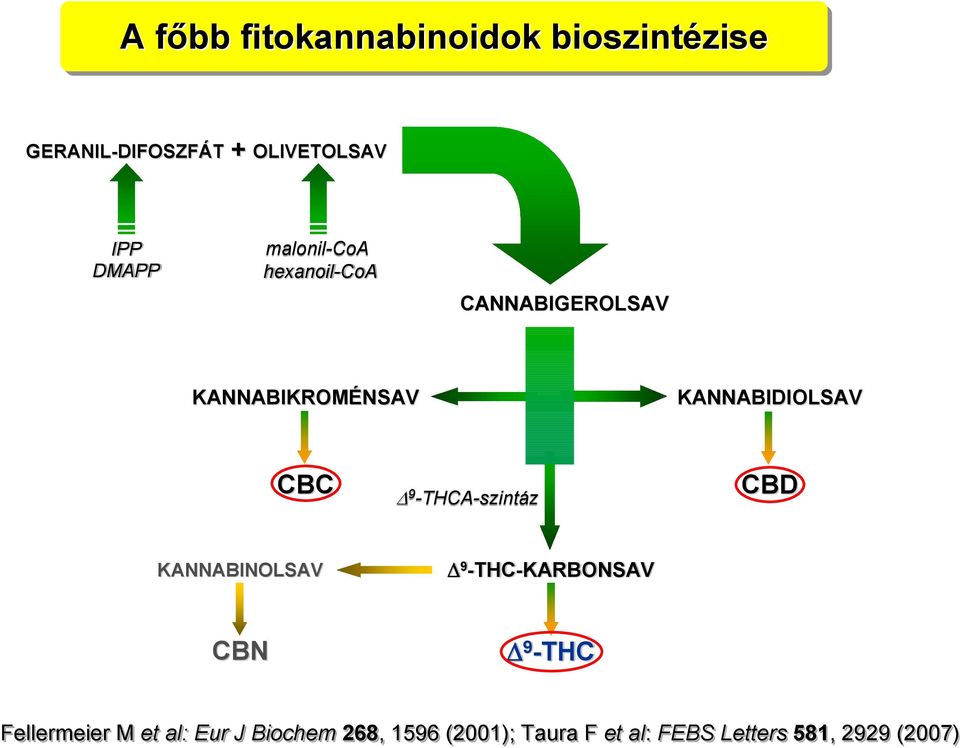 CBC Δ 9 -THCA-szintáz CBD KANNABINOLSAV Δ 9 -THC-KARBONSAV CBN Δ 9 -THC