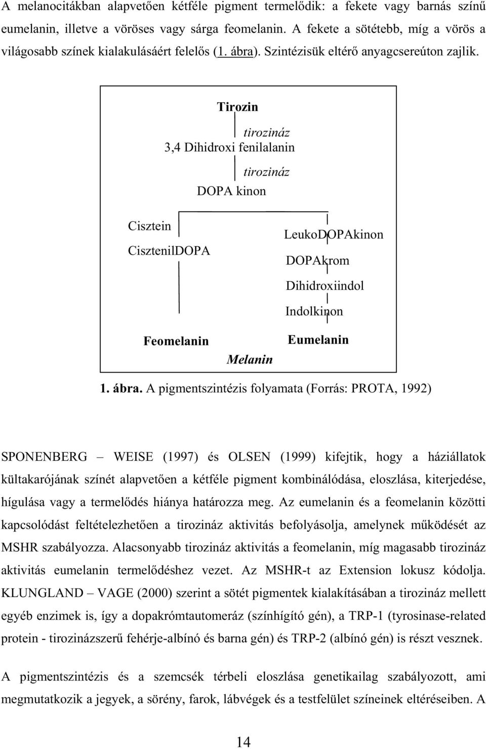Tirozin tirozináz 3,4 Dihidroxi fenilalanin tirozináz DOPA kinon Cisztein CisztenilDOPA LeukoDOPAkinon DOPAkrom Dihidroxiindol Feomelanin Melanin Indolkinon Eumelanin 1. ábra.