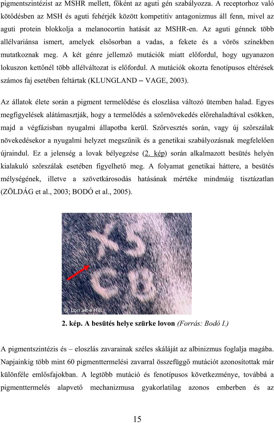 Az aguti génnek több allélvariánsa ismert, amelyek els sorban a vadas, a fekete és a vörös színekben mutatkoznak meg.