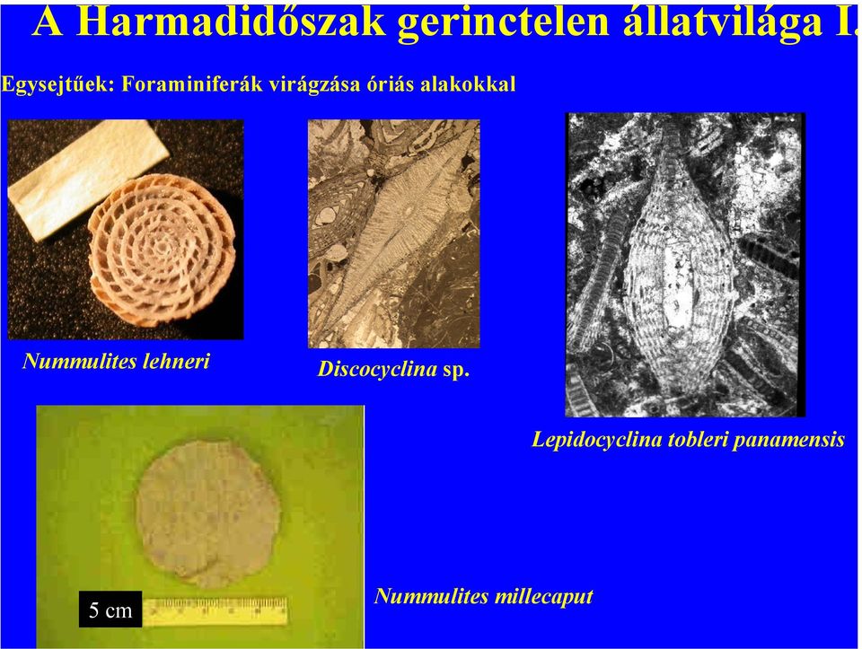 alakokkal Nummulites lehneri Discocyclina sp.