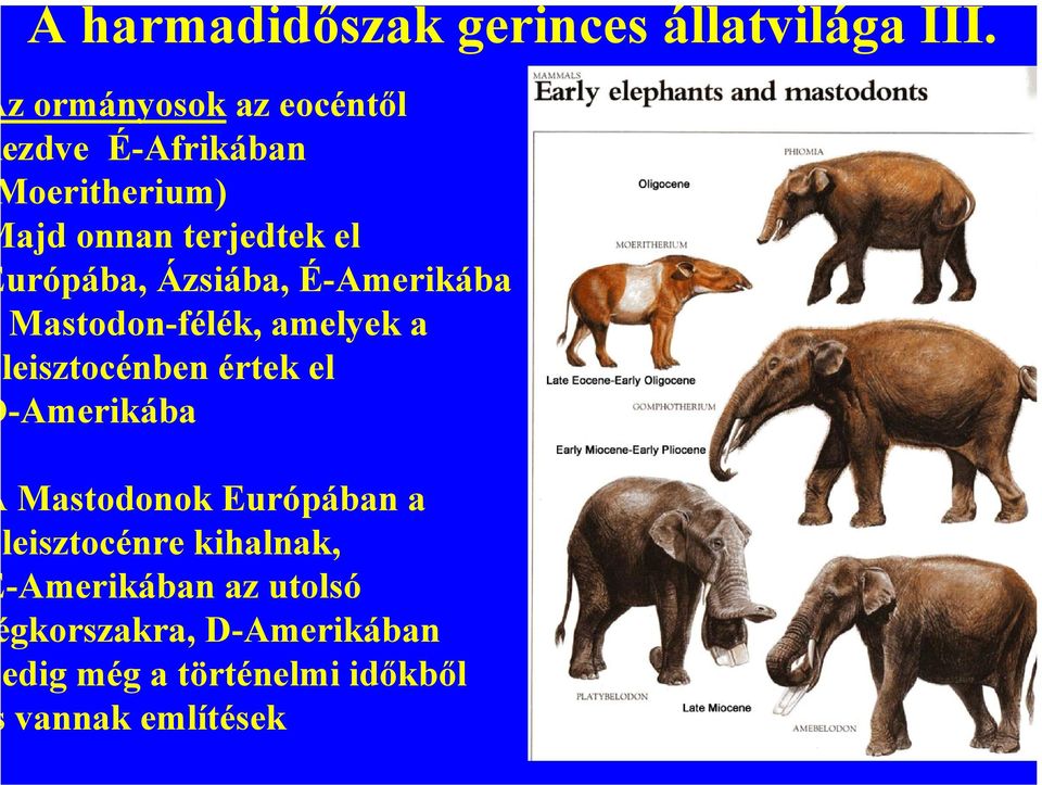 Ázsiába, É-Amerikába Mastodon-félék, amelyek a leisztocénben értek el -Amerikába