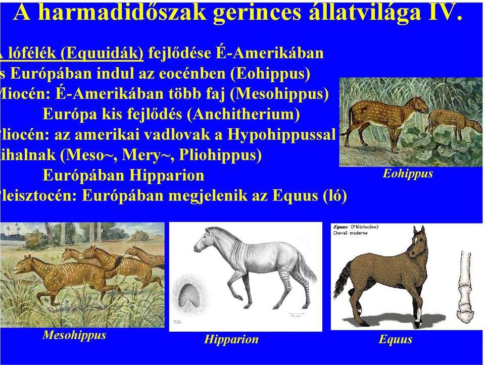 É-Amerikában több faj (Mesohippus) Európa kis fejlődés (Anchitherium) liocén: az amerikai