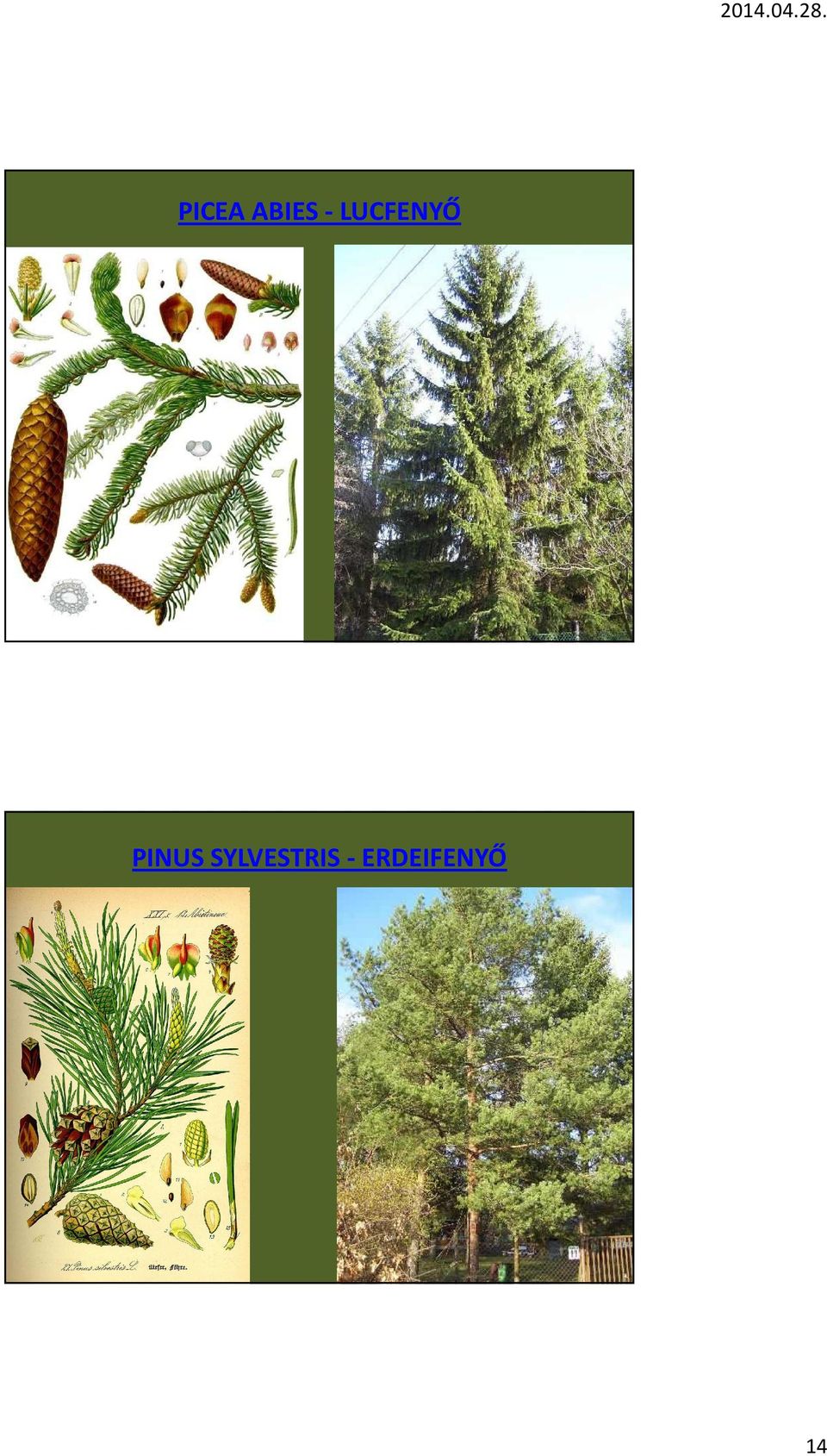 PINUS