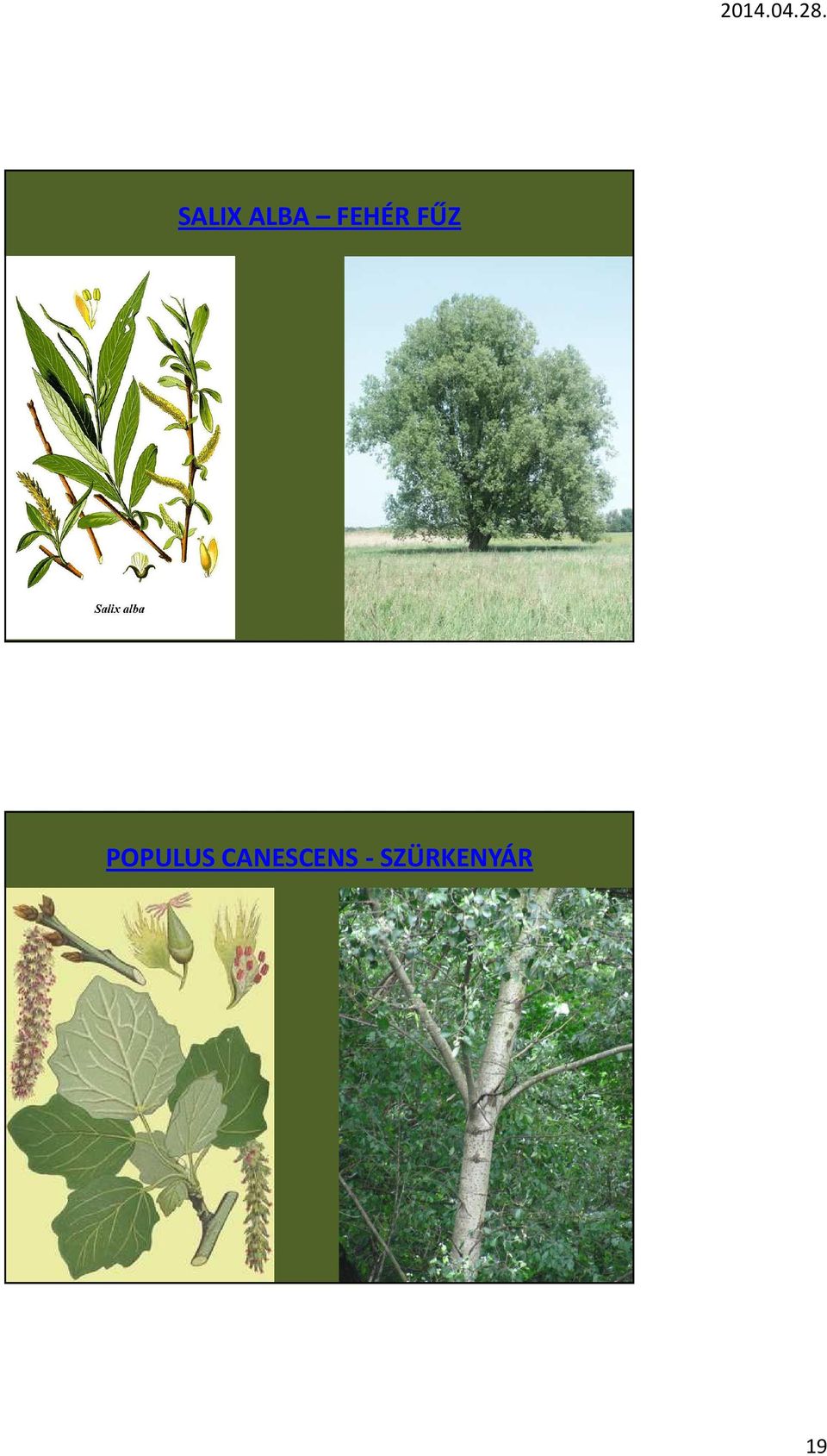 POPULUS