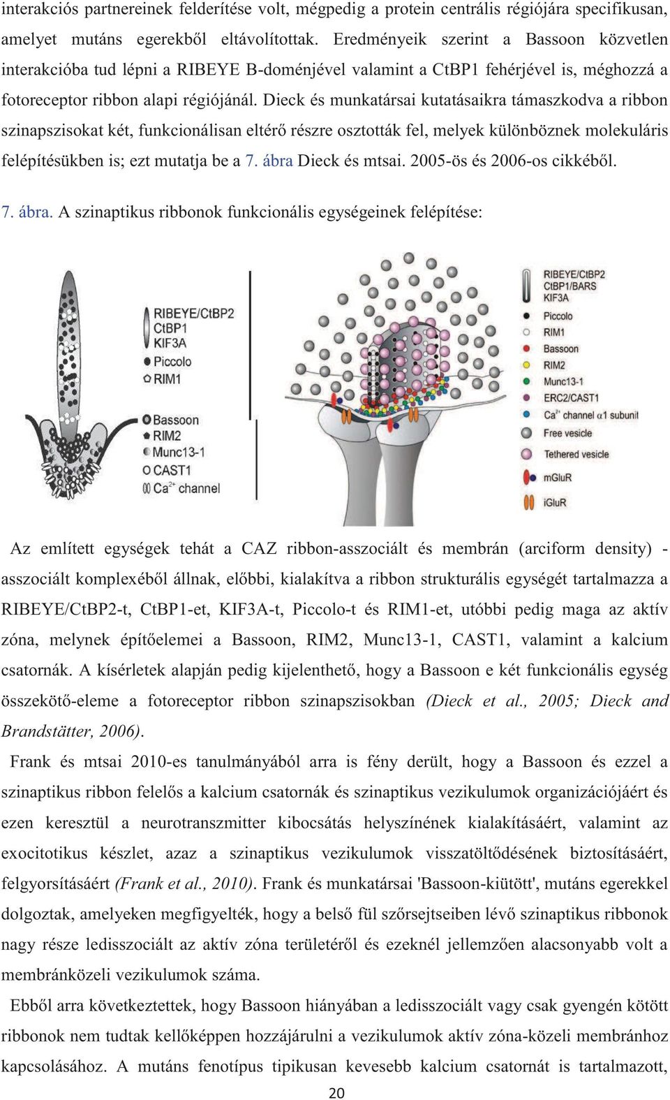Dieck és munkatársai kutatásaikra támaszkodva a ribbon szinapszisokat két, funkcionálisan eltérő részre osztották fel, melyek különböznek molekuláris felépítésükben is; ezt mutatja be a 7.