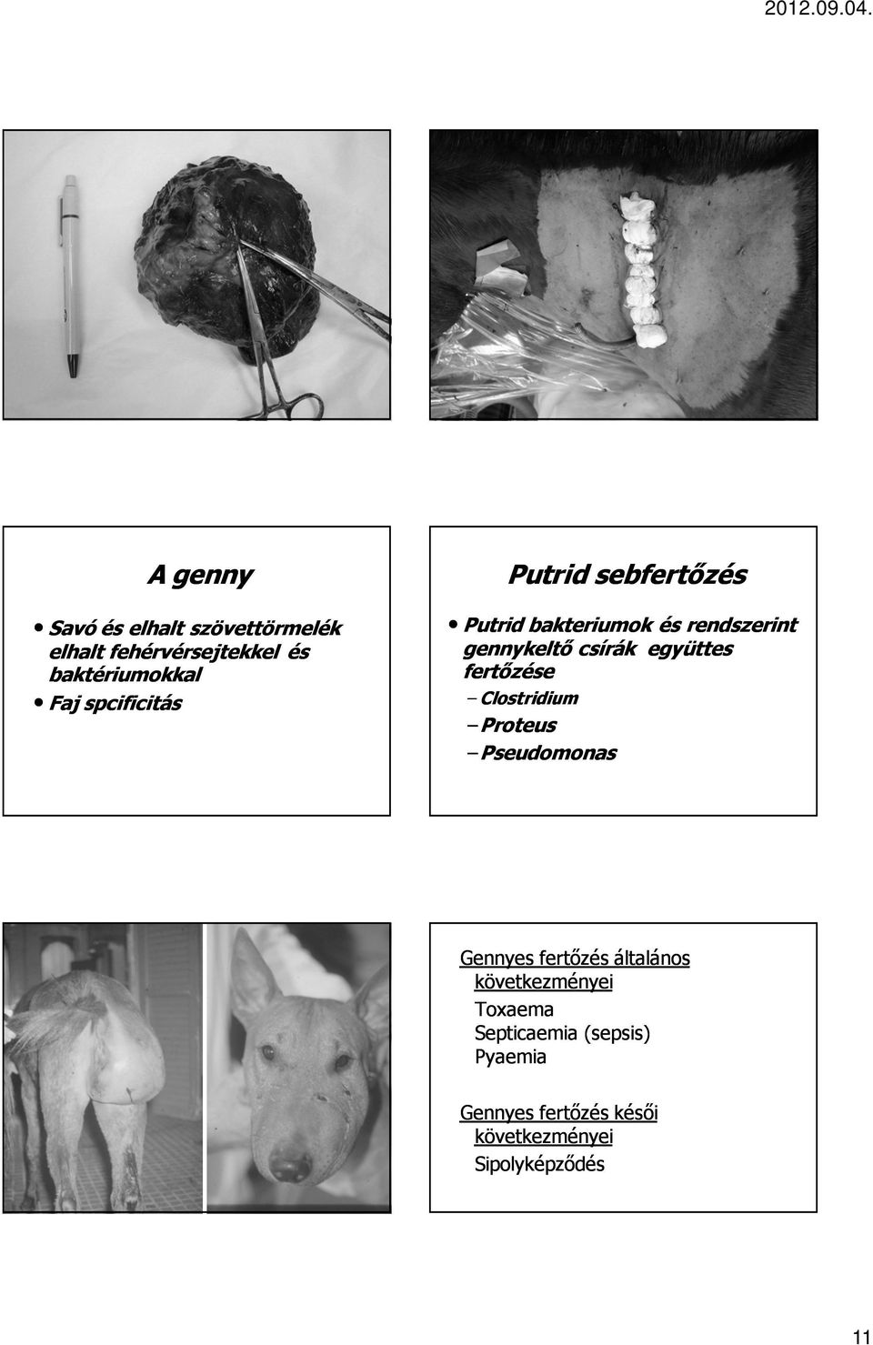 együttes fertőzése Clostridium Proteus Pseudomonas Gennyes fertőzés általános