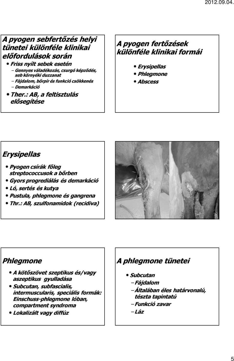 : AB, a feltisztulás elősegítése A pyogen fertőzések különféle klinikai formái Erysipellas Phlegmone Abscess Erysipellas Pyogen csírák főleg streptococcusok a bőrben Gyors progrediálás és demarkáció