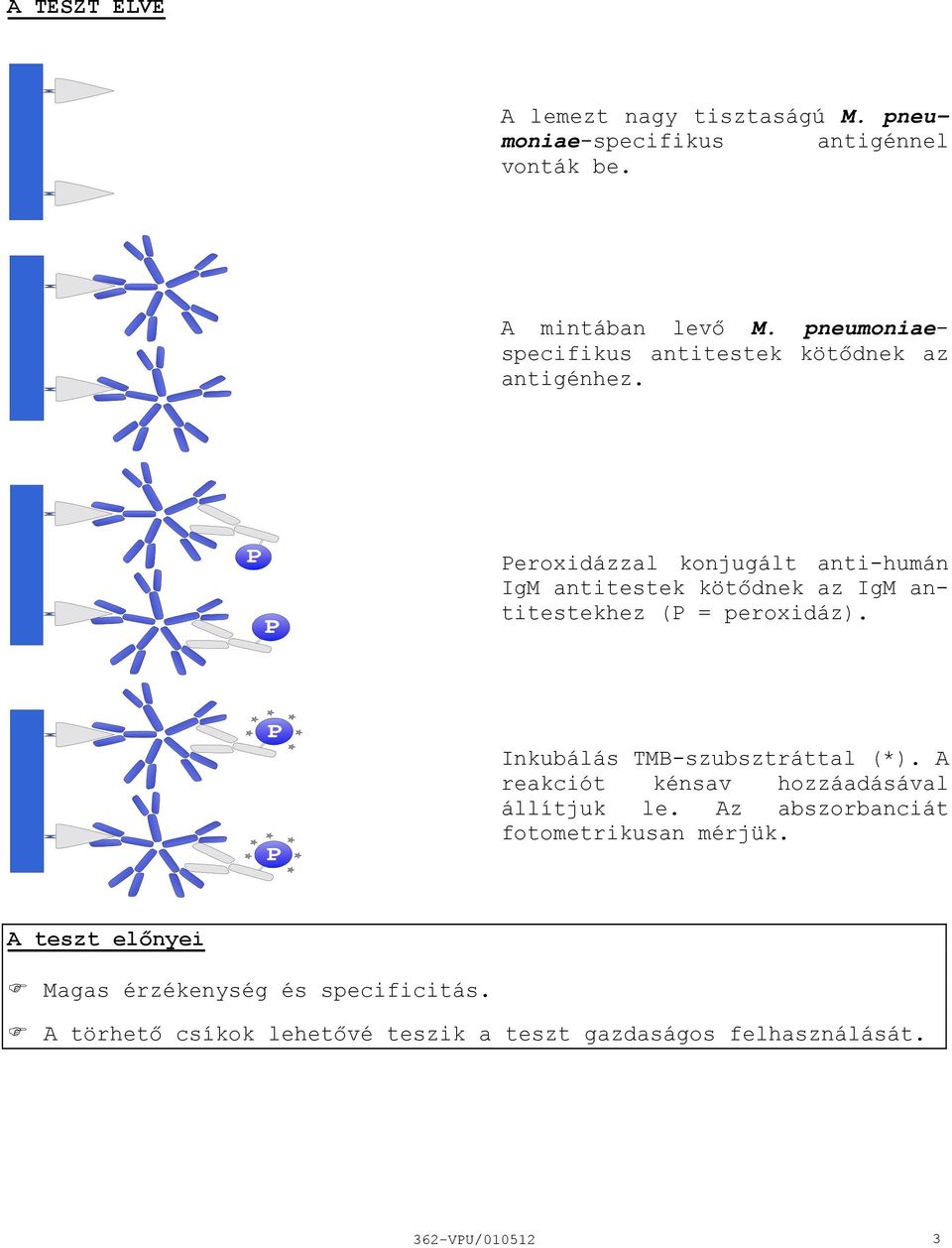 Peroxidázzal konjugált antihumán IgM antitestek kötődnek az IgM antitestekhez (P = peroxidáz). Inkubálás TMBszubsztráttal (*).