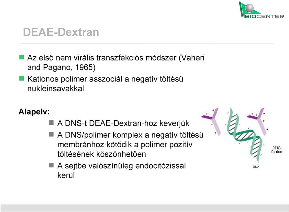DEAE-Dextran-hoz keverjük A DNS/polimer komplex a negatív töltésű membránhoz