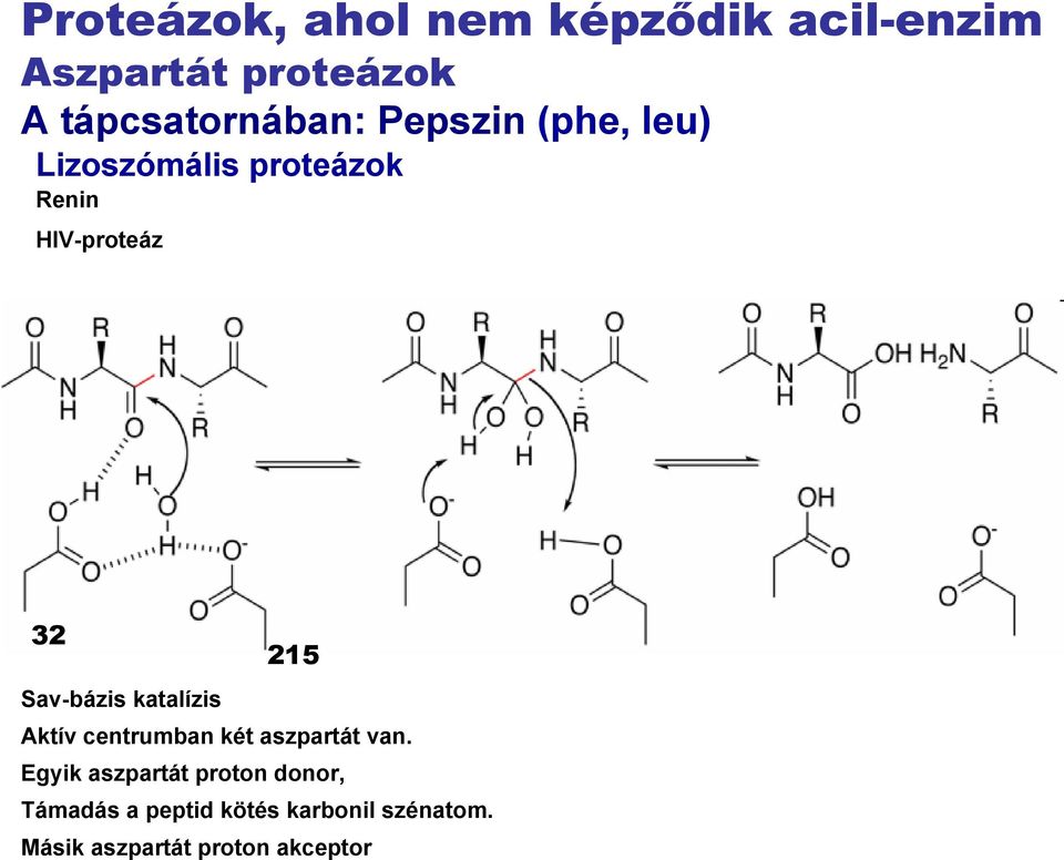 32 215 Sav-bázis katalízis Aktív centrumban két aszpartát van.