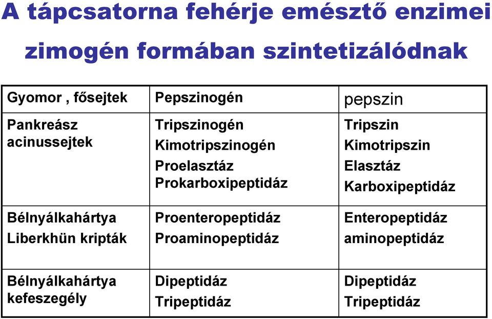 Proelasztáz Prokarboxipeptidáz Proenteropeptidáz Proaminopeptidáz Tripszin Kimotripszin Elasztáz