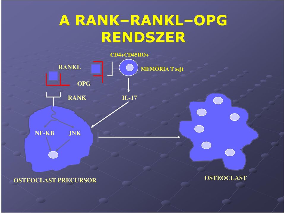 sejt OPG RANK IL-17 NF-KB