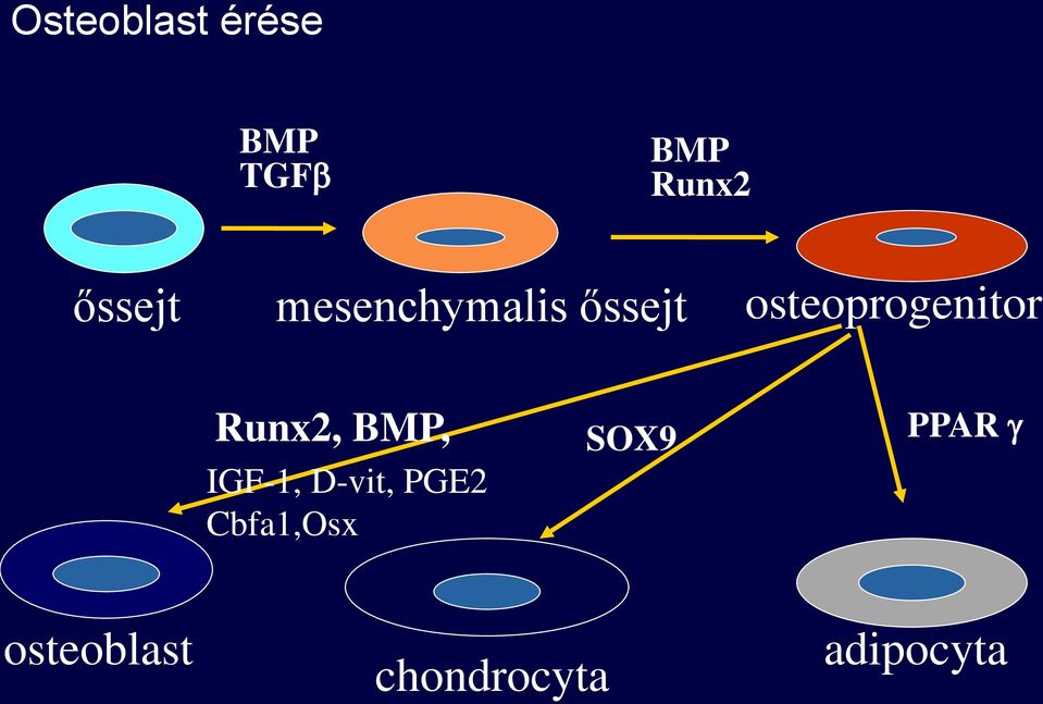 osteoprogenitor Runx2, BMP, IGF-1,