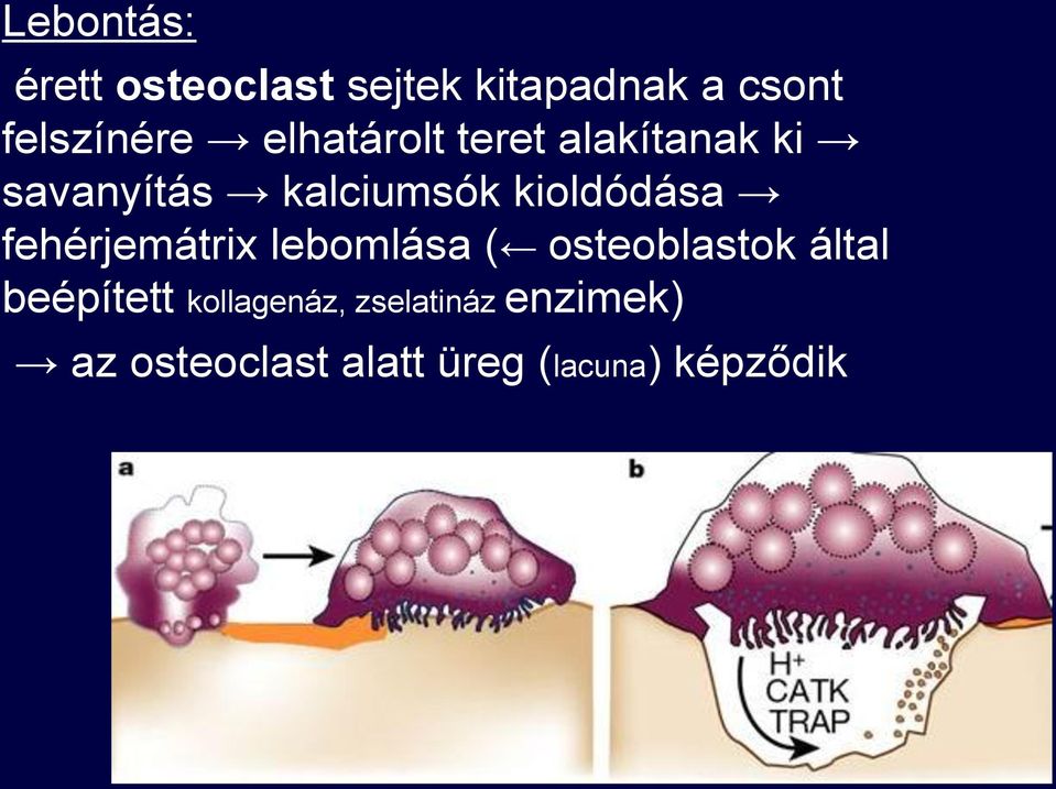 fehérjemátrix lebomlása ( osteoblastok által beépített