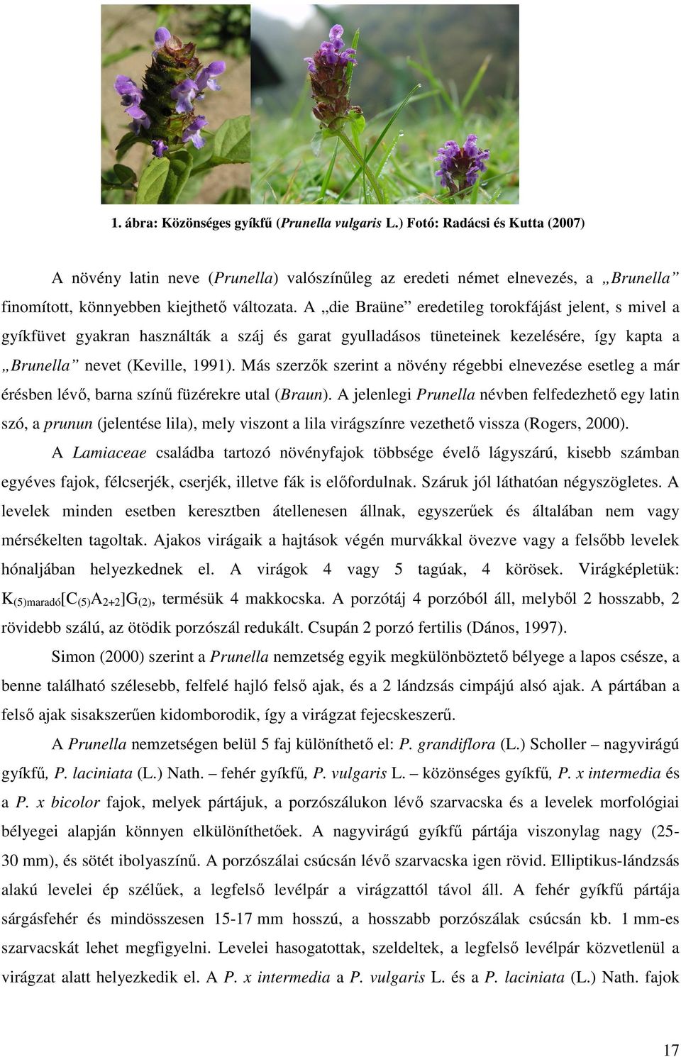 A die Braüne eredetileg torokfájást jelent, s mivel a gyíkfüvet gyakran használták a száj és garat gyulladásos tüneteinek kezelésére, így kapta a Brunella nevet (Keville, 1991).