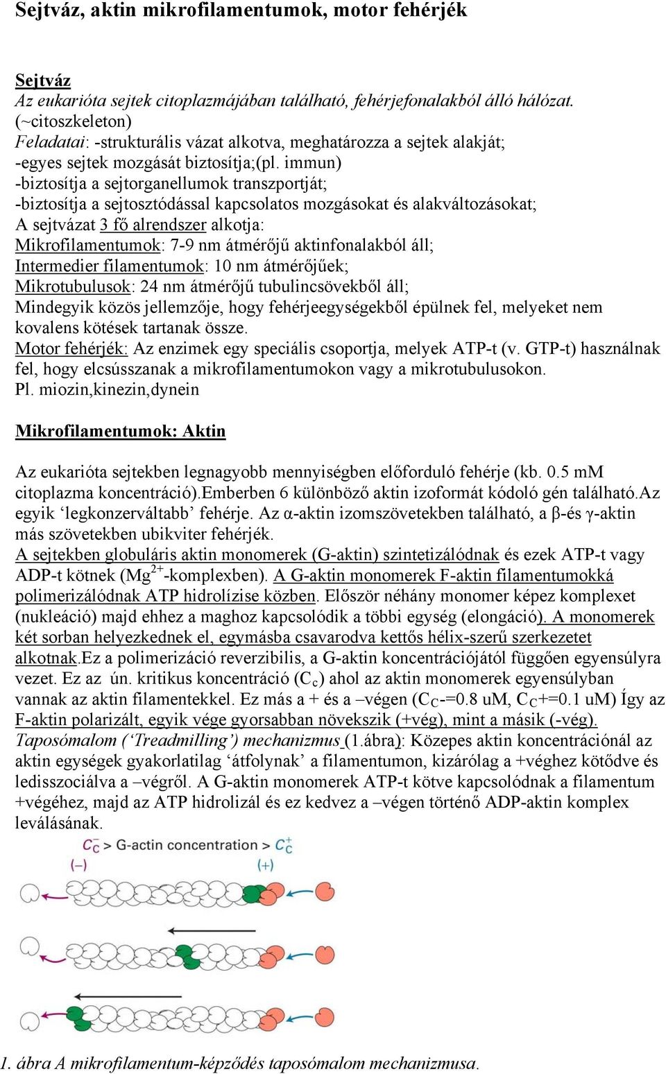 immun) -biztosítja a sejtorganellumok transzportját; -biztosítja a sejtosztódással kapcsolatos mozgásokat és alakváltozásokat; A sejtvázat 3 fő alrendszer alkotja: Mikrofilamentumok: 7-9 nm átmérőjű