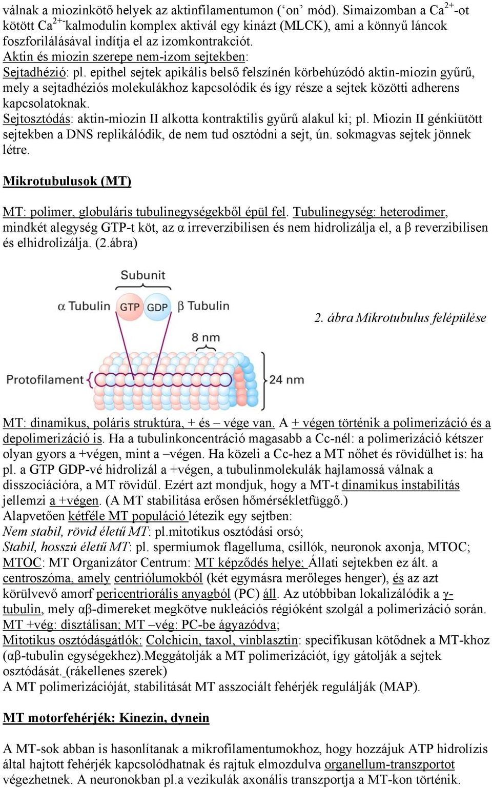 Aktin és miozin szerepe nem-izom sejtekben: Sejtadhézió: pl.
