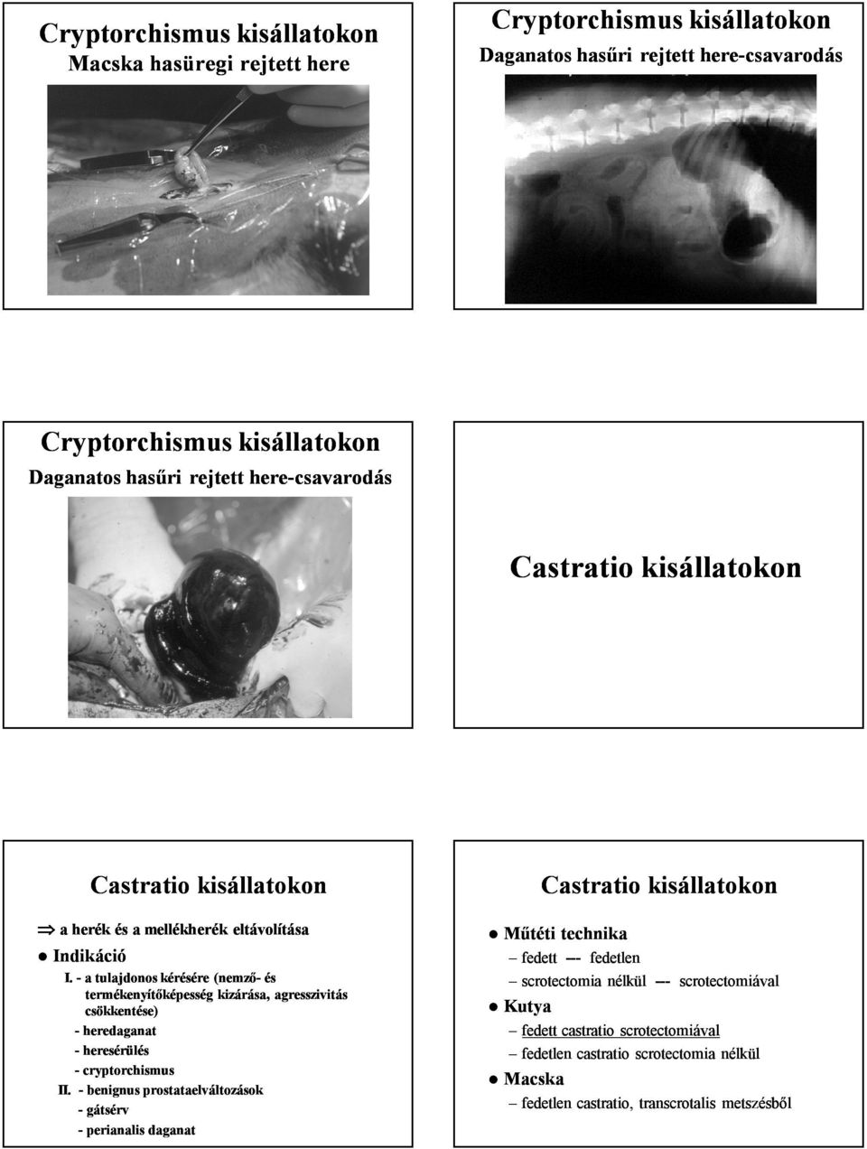 - a tulajdonos kérésére (nemző- és termékenyítőképesség kizárása, agresszivitás csökkentése) - heredaganat - heresérülés - cryptorchismus II.