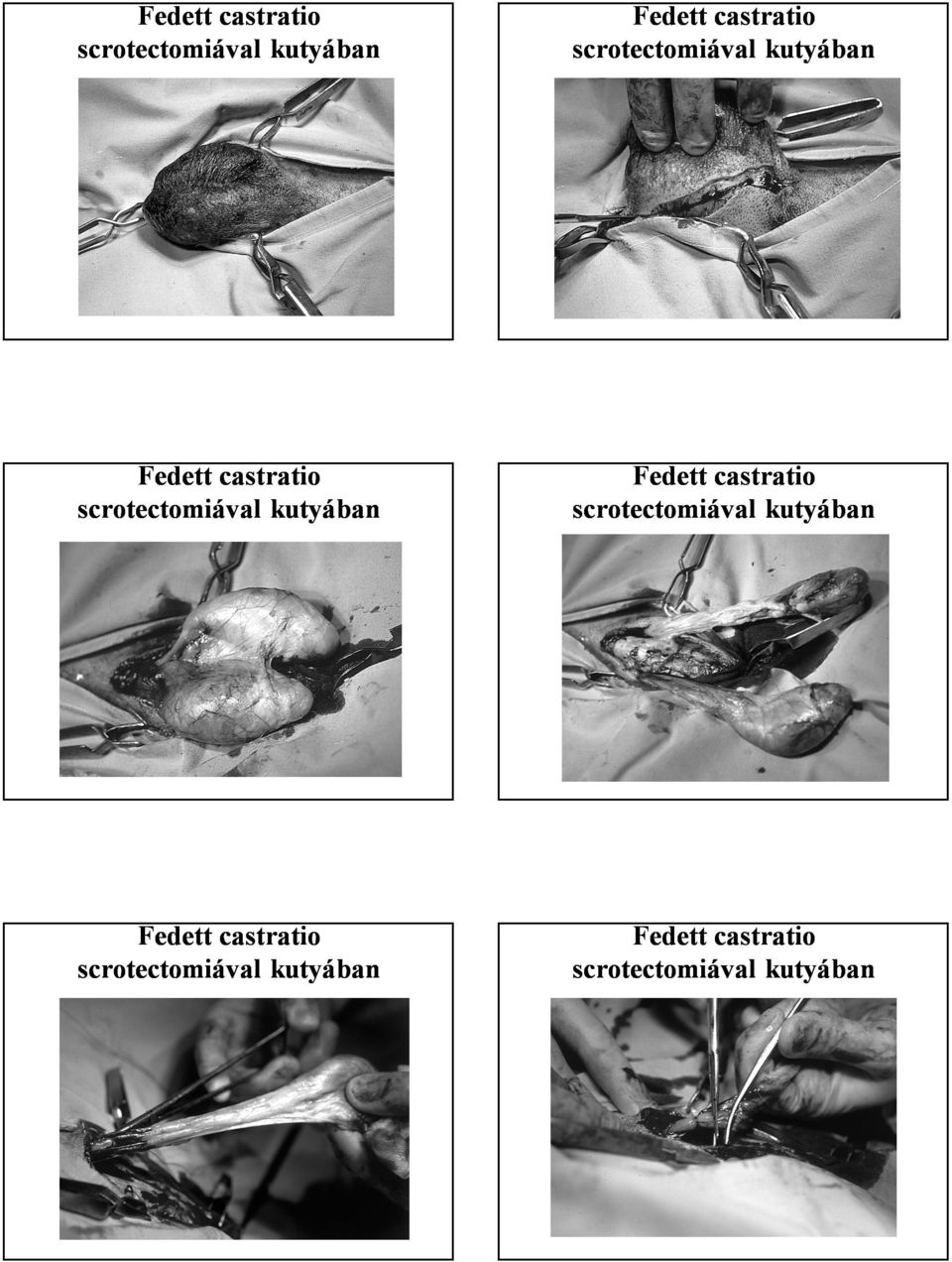 scrotectomiával kutyában