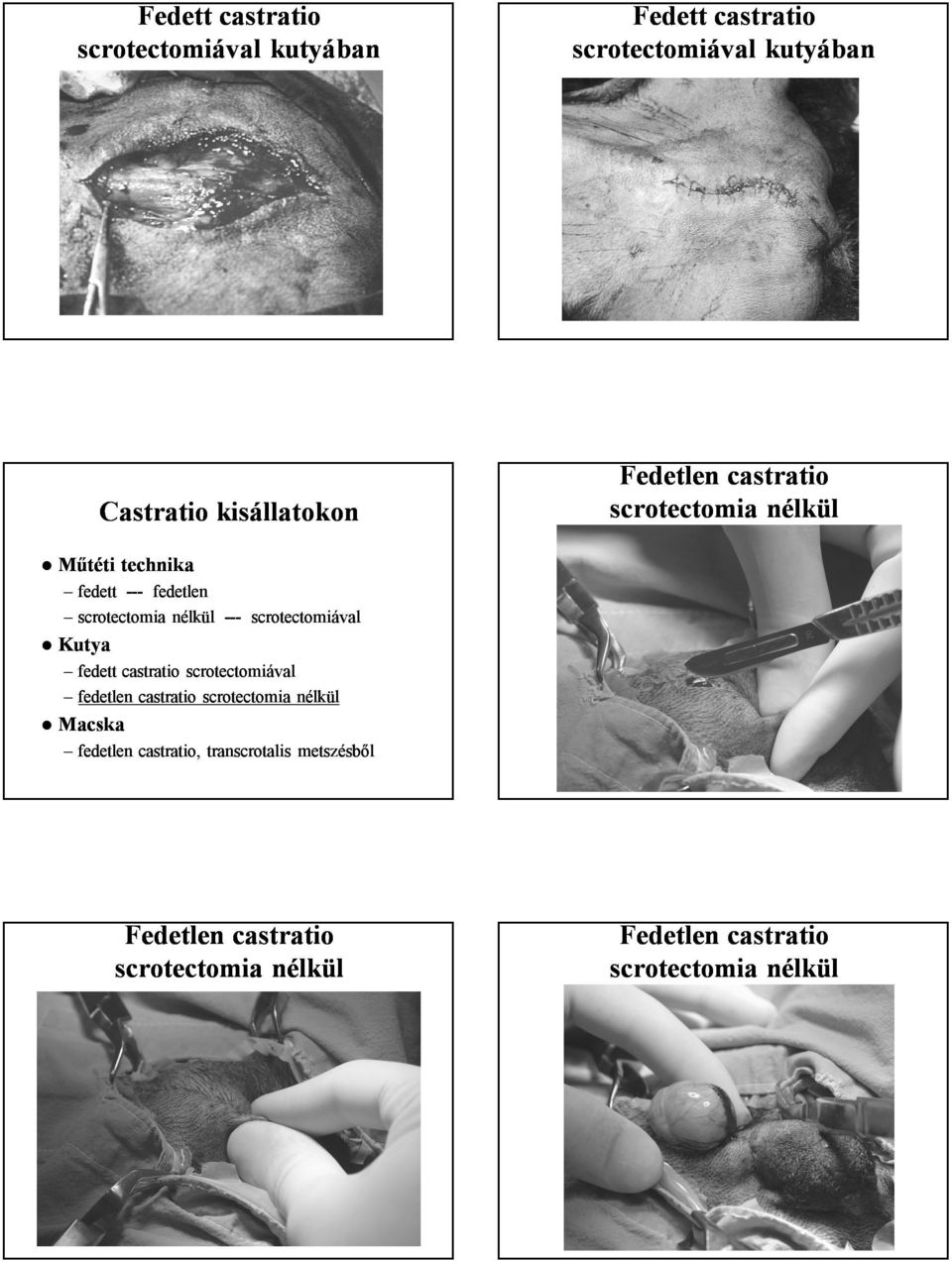 scrotectomiával Kutya fedett castratio scrotectomiával fedetlen castratio scrotectomia nélkül Macska