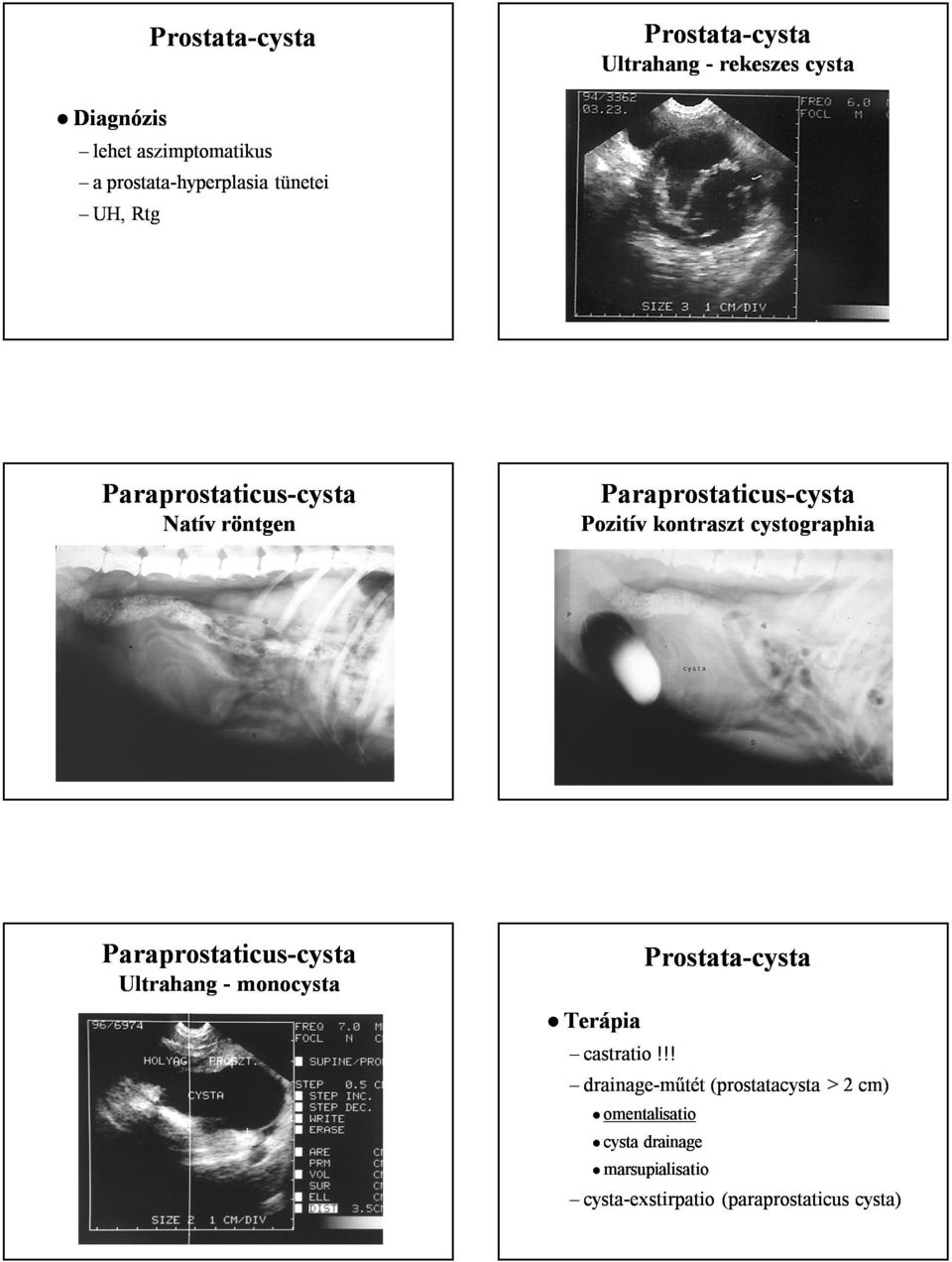 cystographia Paraprostaticus-cysta cysta Ultrahang - monocysta -cysta Terápia castratio!