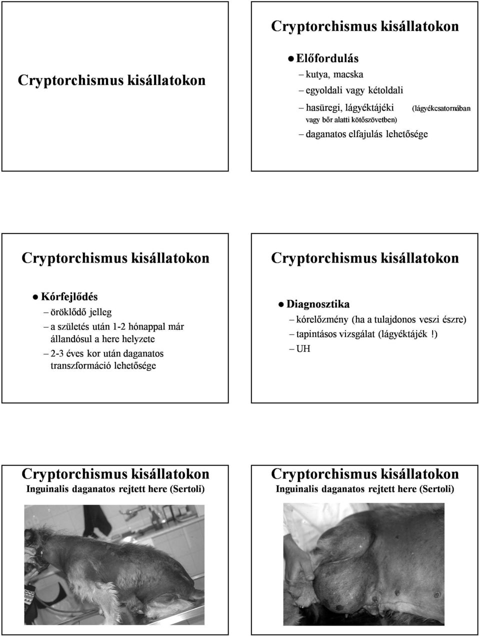 helyzete 2-3 éves kor után daganatos transzformáció lehetősége Diagnosztika kórelőzmény (ha a tulajdonos veszi észre)