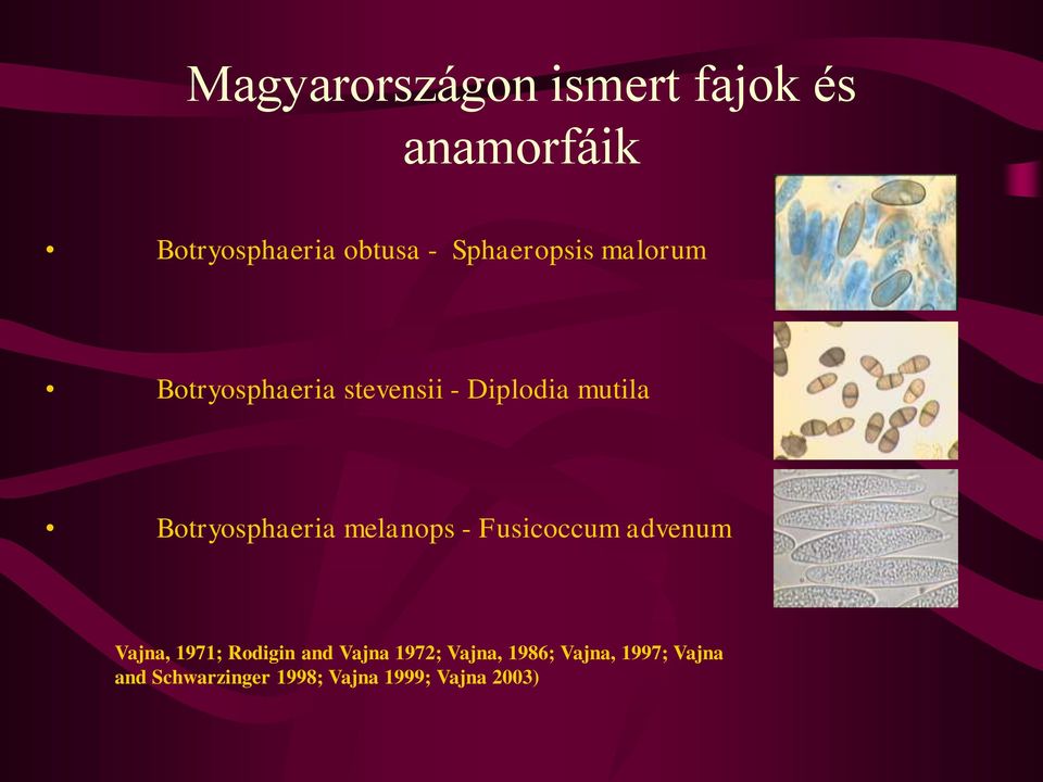 Botryosphaeria melanops - Fusicoccum advenum Vajna, 1971; Rodigin and