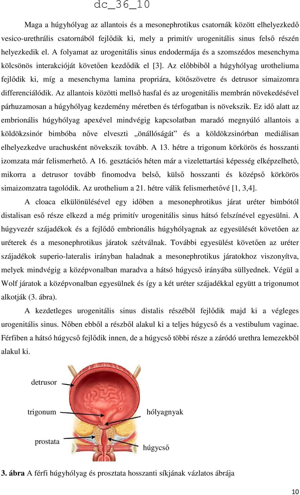 Az előbbiből a húgyhólyag urotheliuma fejlődik ki, míg a mesenchyma lamina propriára, kötőszövetre és detrusor simaizomra differenciálódik.