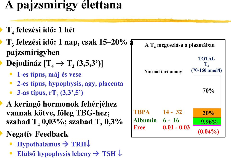 kötve, főleg TBG-hez; szabad T 4 0,03%; szabad T 3 0,3% Negatív Feedback Hypothalamus TRH Elülső hypophysis lebeny TSH A T 4