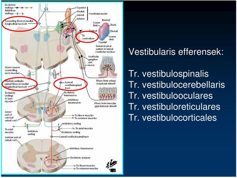 vestibulocerebellaris Tr.