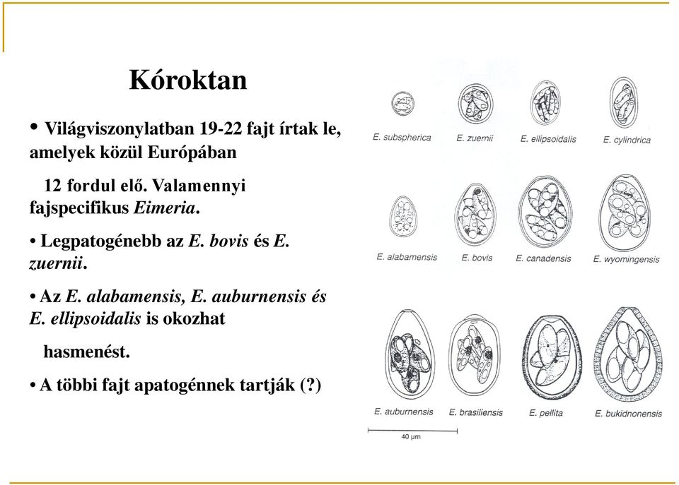 Legpatogénebb az E bovis és E zuernii Az E alabamensis, E