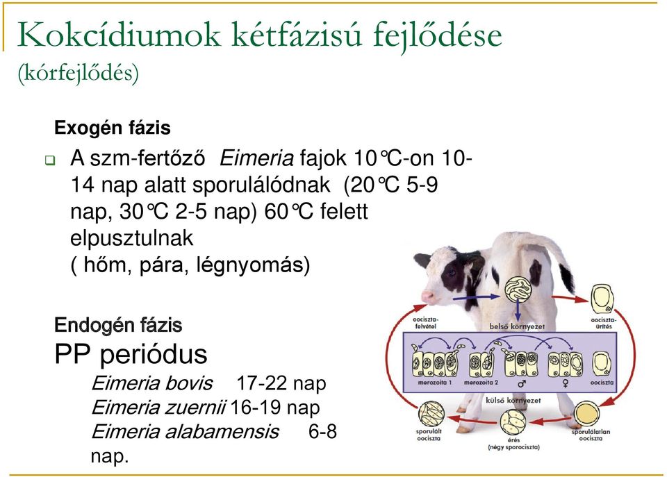 nap) 60 C felett elpusztulnak ( hőm, pára, légnyomás) Endogén fázis PP