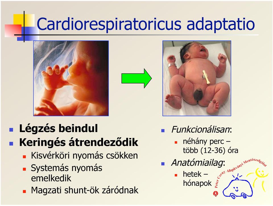 emelkedik Magzati shunt-ök záródnak Funkcionálisan: