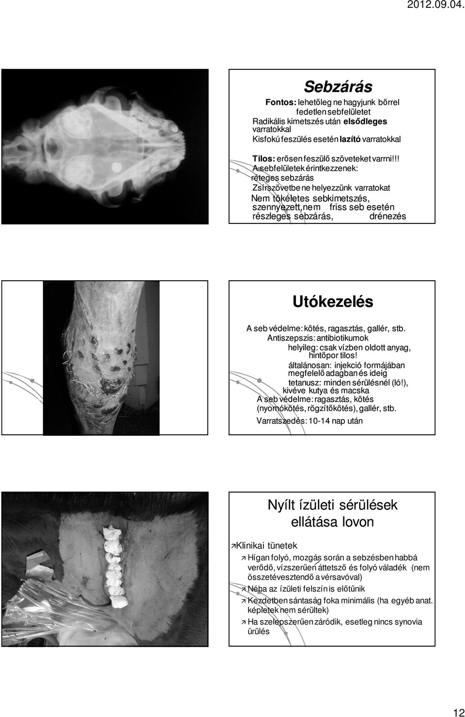 védelme: kötés, ragasztás, gallér, stb. Antiszepszis: antibiotikumok helyileg: csak vízben oldott anyag, hintőpor tilos!