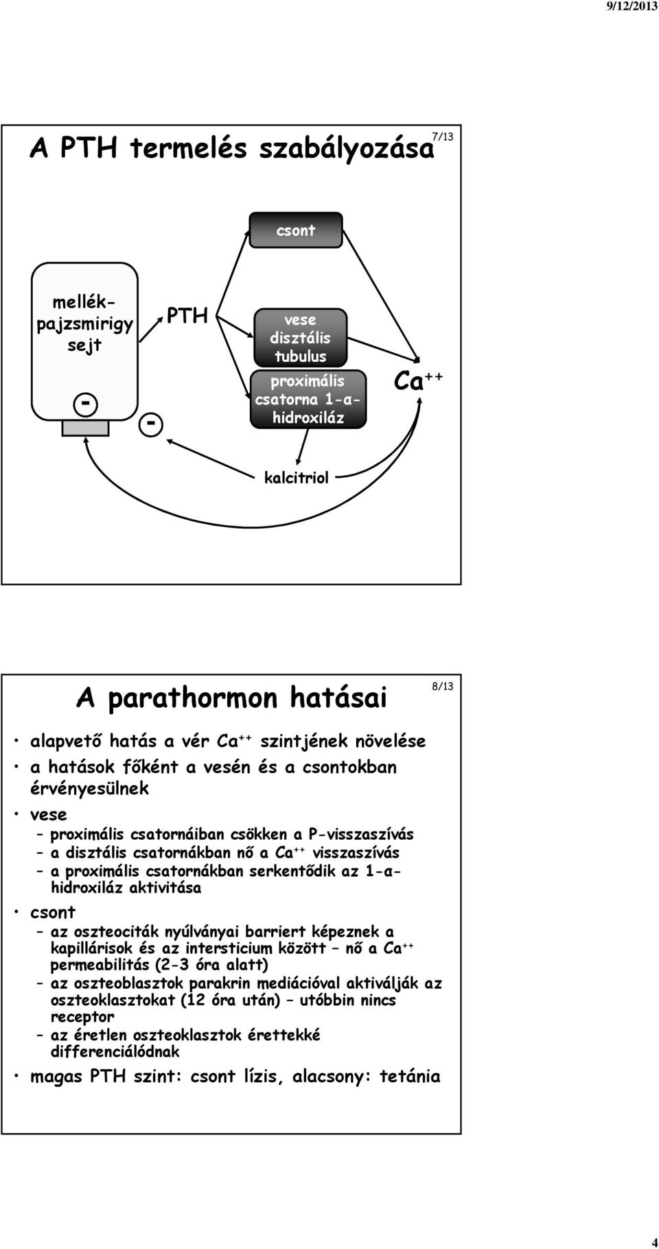 csatornákban serkentődik az 1-αhidroxiláz aktivitása az oszteociták nyúlványai barriert képeznek a kapillárisok és az intersticium között nő a Ca ++ permeabilitás (2-3 óra alatt) az