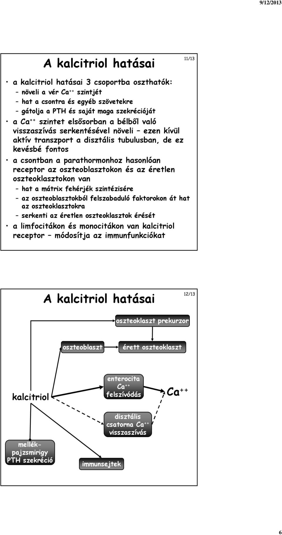 oszteoklasztokon van hat a mátrix fehérjék szintézisére az oszteoblasztokból felszabaduló faktorokon át hat az oszteoklasztokra serkenti az éretlen oszteoklasztok érését a limfocitákon és monocitákon