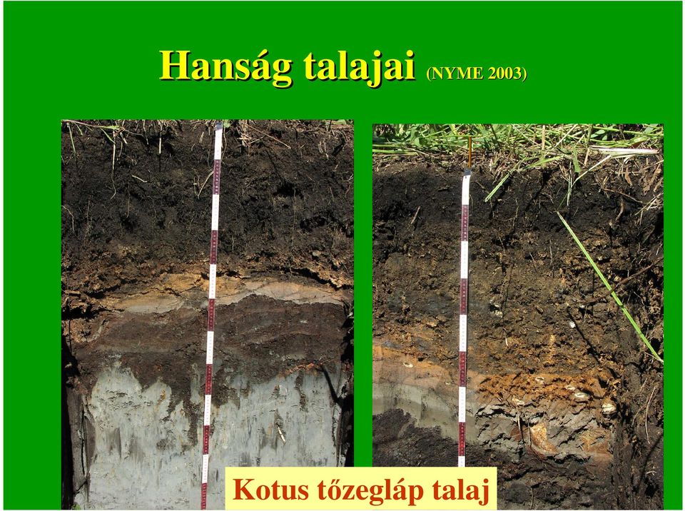 (NYME 2003)