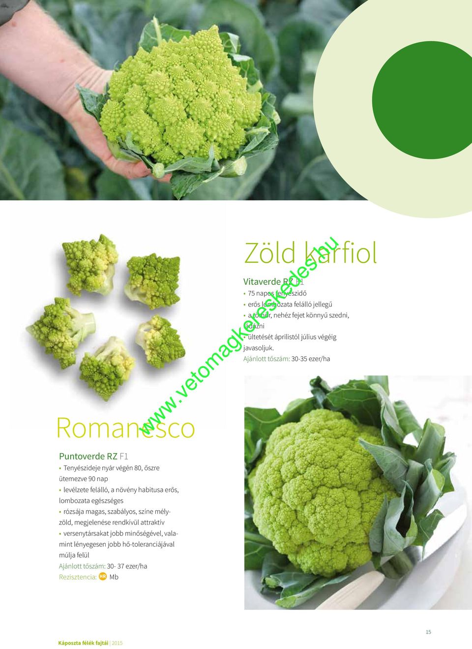 Ajánlott tőszám: 30-35 ezer/ha Romanesco Puntoverde RZ F1 Tenyészideje nyár végén 80, őszre ütemezve 90 nap levélzete felálló, a növény habitusa