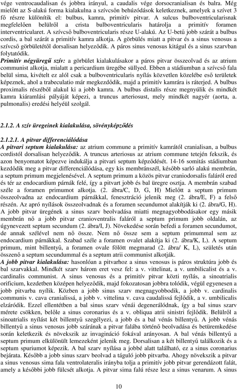 A sulcus bulboventricularisnak megfelelően belülről a crista bulboventricularis határolja a primitív foramen interventricularet. A szívcső bulboventricularis része U-alakú.