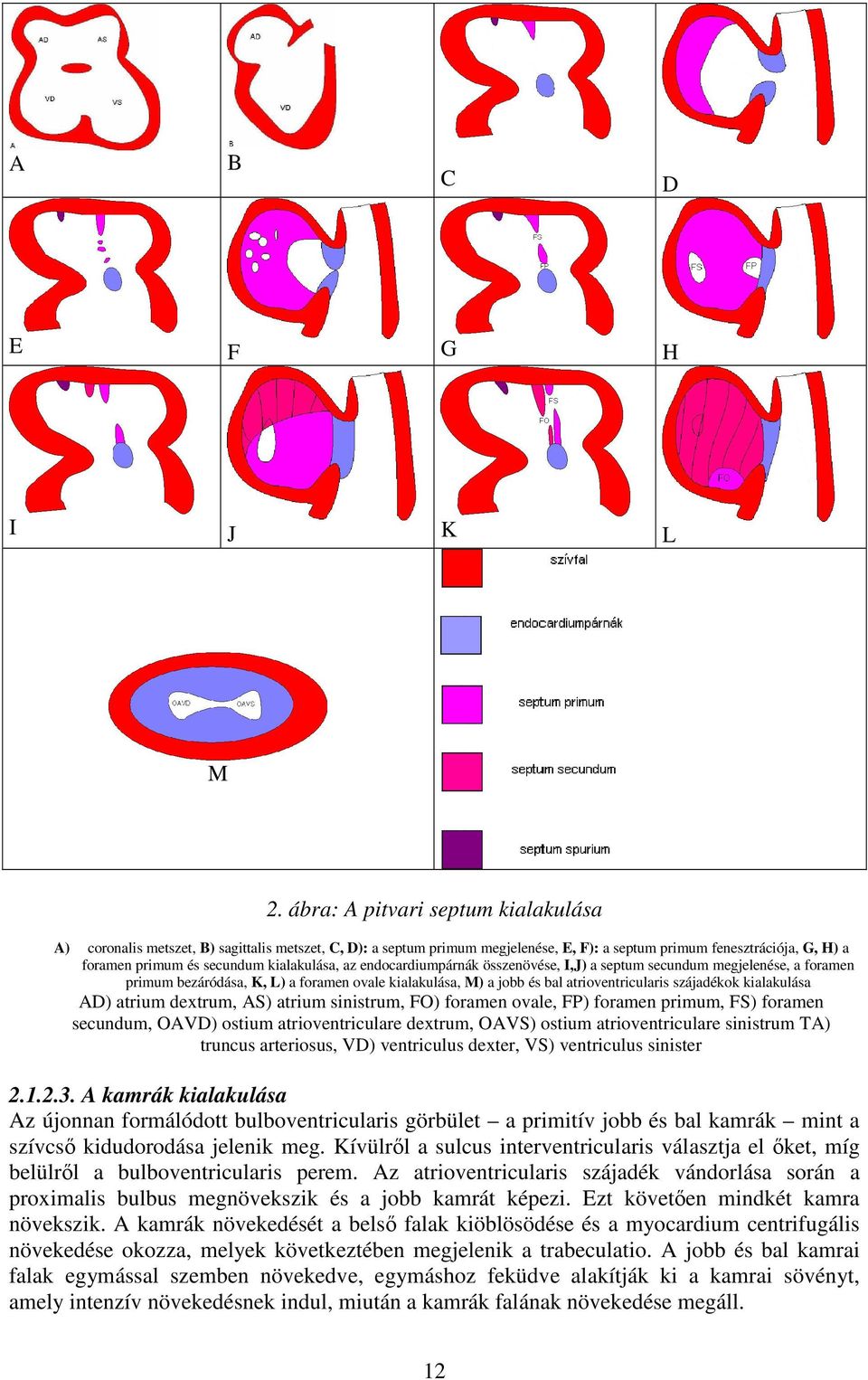kialakulása, az endocardiumpárnák összenövése, I,J) a septum secundum megjelenése, a foramen primum bezáródása, K, L) a foramen ovale kialakulása, M) a jobb és bal atrioventricularis szájadékok