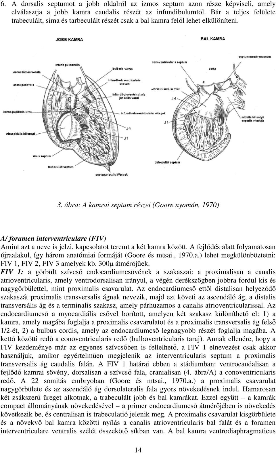ábra: A kamrai septum részei (Goore nyomán, 1970) A/ foramen interventriculare (FIV) Amint azt a neve is jelzi, kapcsolatot teremt a két kamra között.